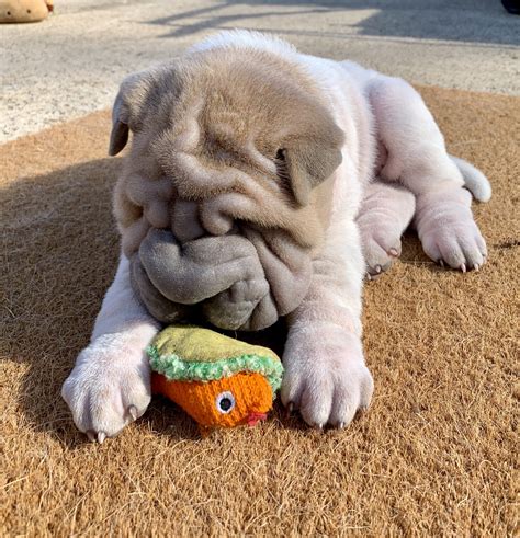 chinese shar pei puppies for sale